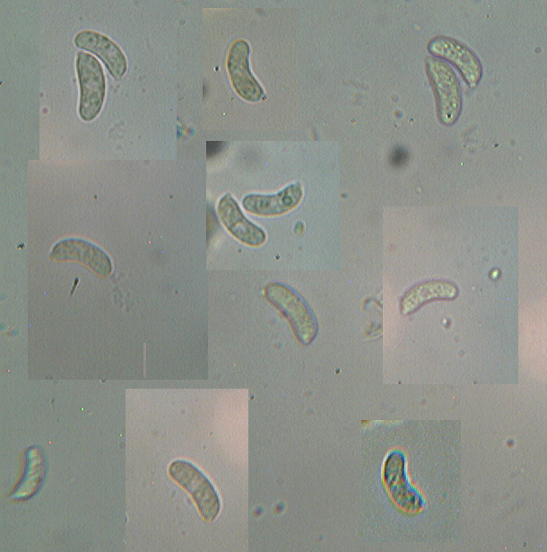 Thanatephorus sterigmaticus. Trovato da Paolofon